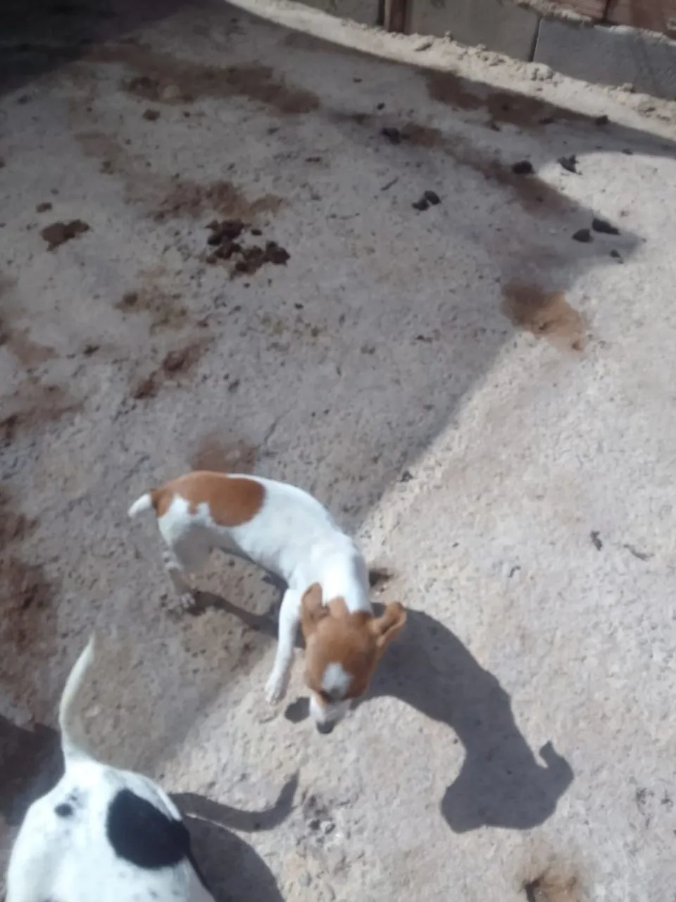 Filhote de pinscher disponível para venda