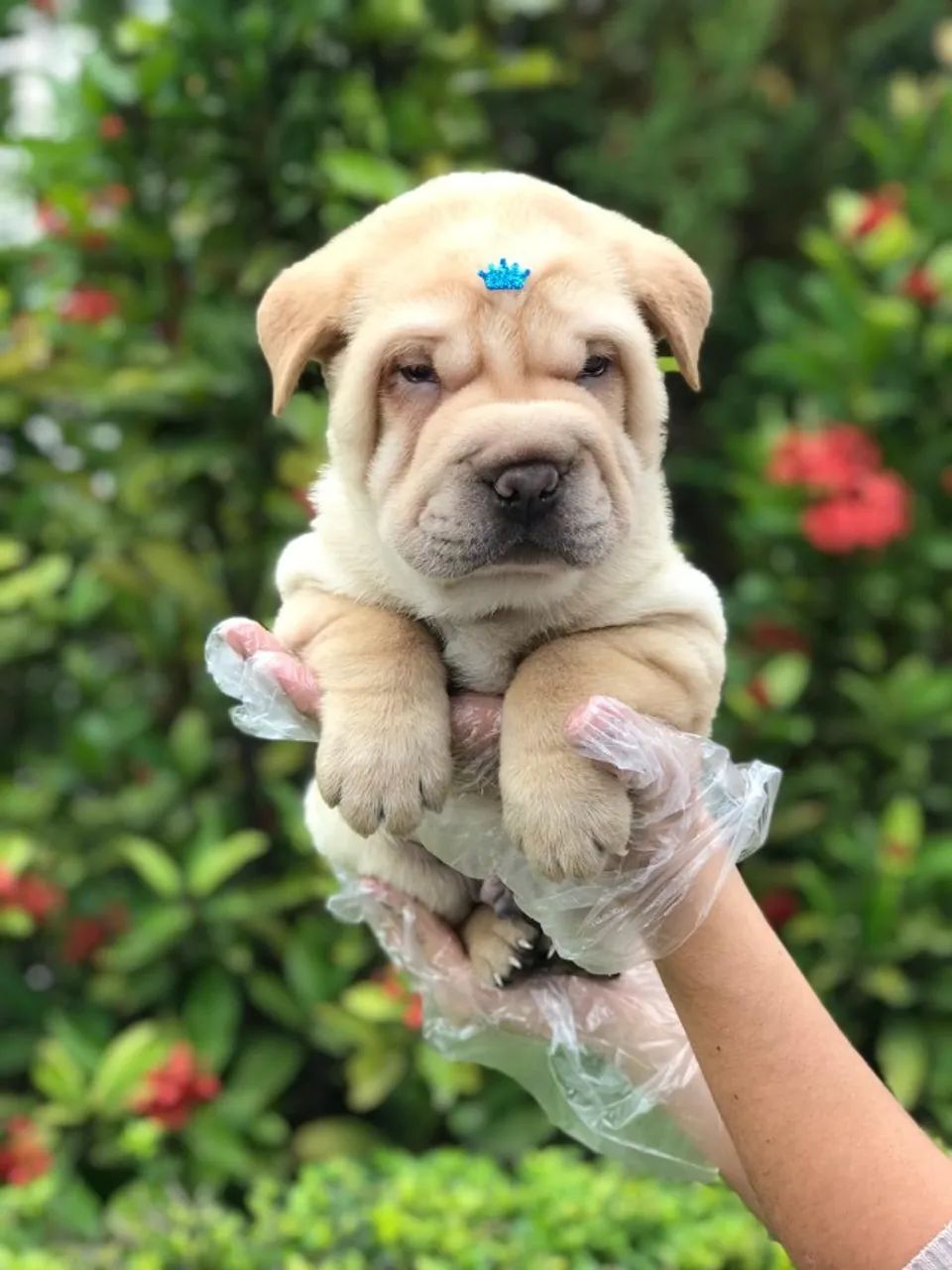 Shar pei - com amplo suporte veterinário - garanta o seu ainda hoje !  - Foto 2
