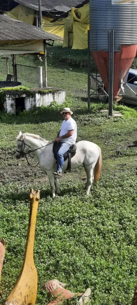     CAVALO MANGALARGA MARCHA PICADA.  - Foto 3