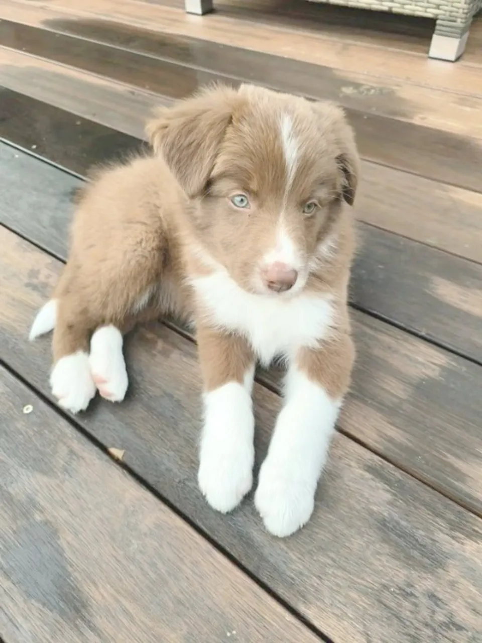 Border Collie Ideal para famílias com crianças, super amorosos