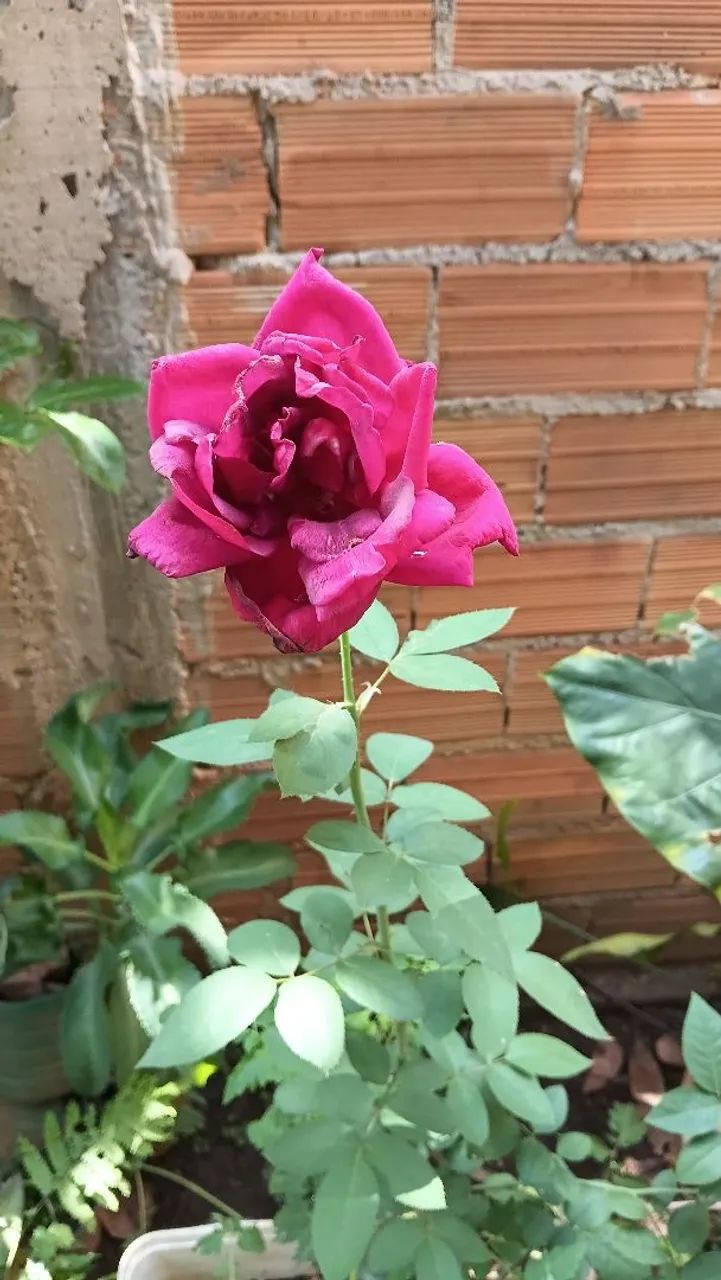 Vende-se estas lindas plantas  - Foto 2