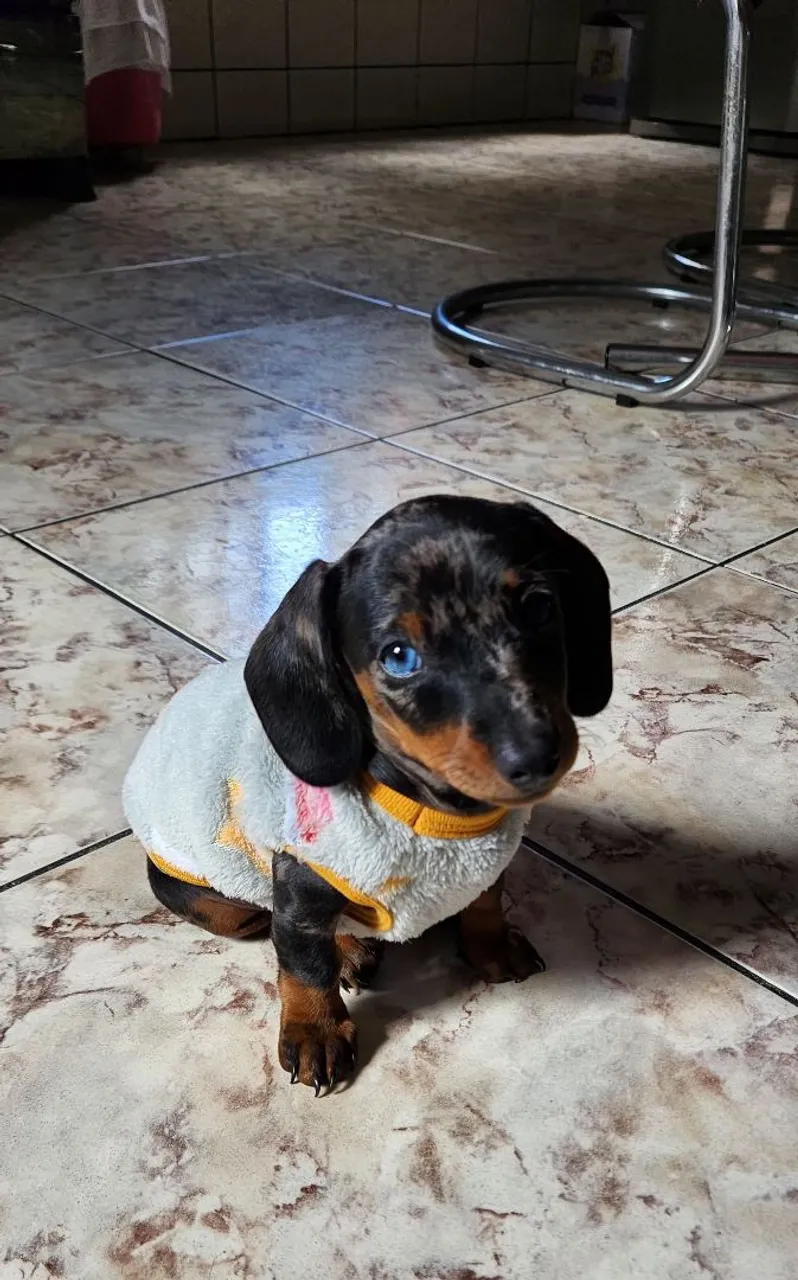 Filhote de Dachshund Arlequim