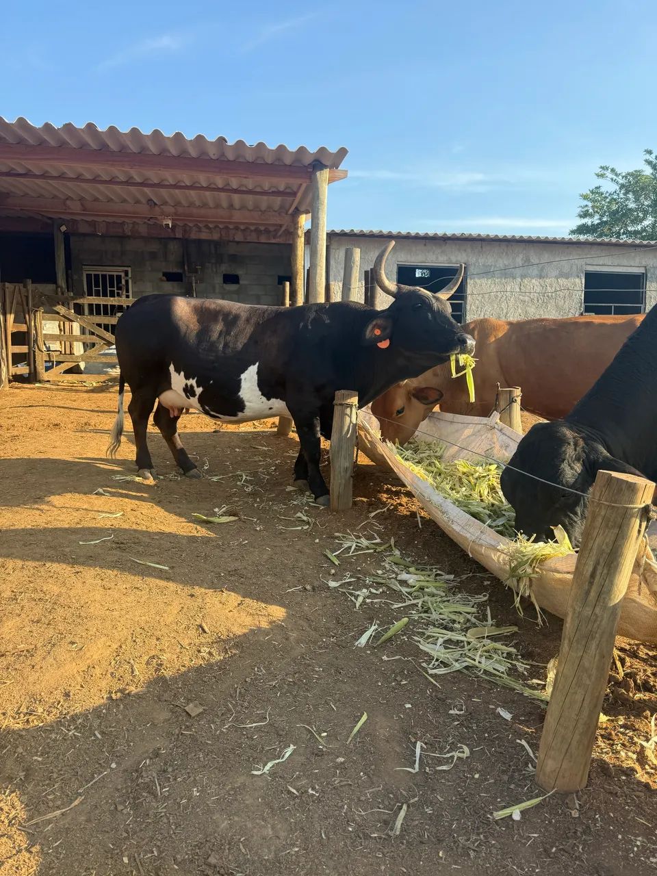 Mini vaca  - Foto 4