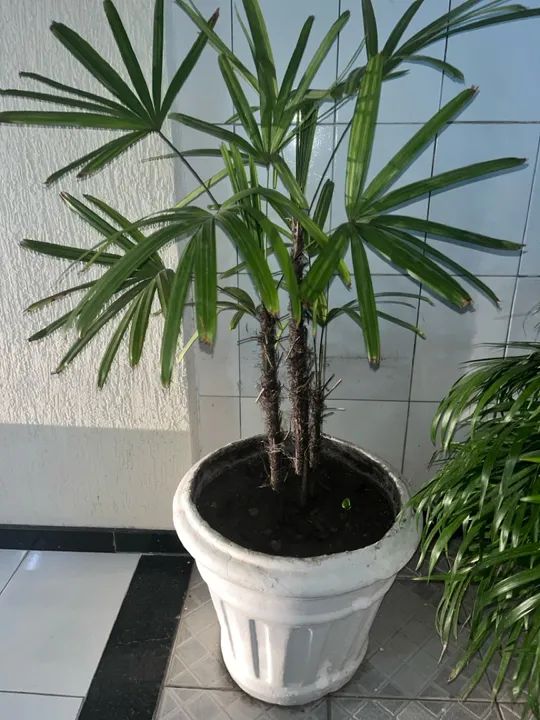 Palmeira + Jarro de cerâmica  - Foto 5