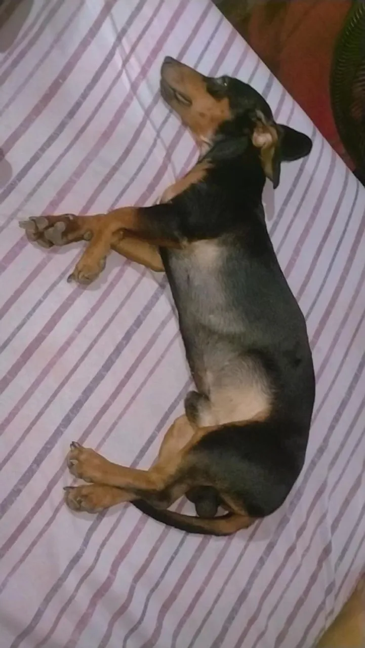 Basset