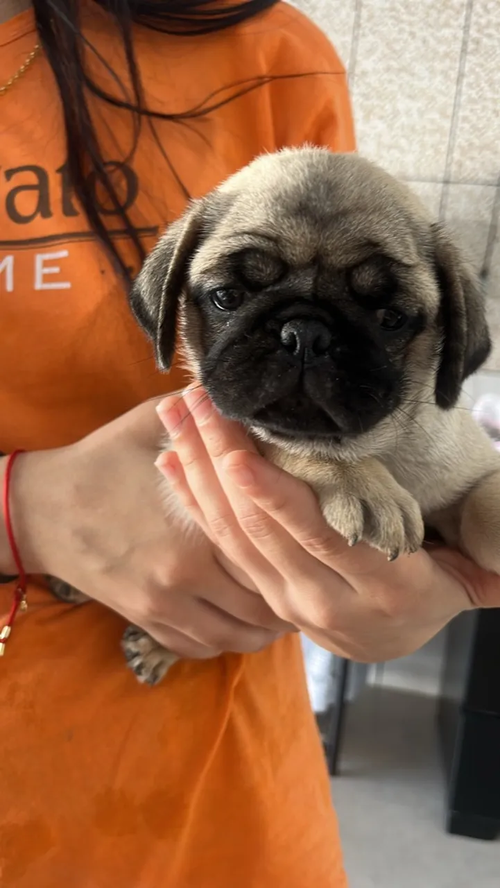 Filhote de Pug