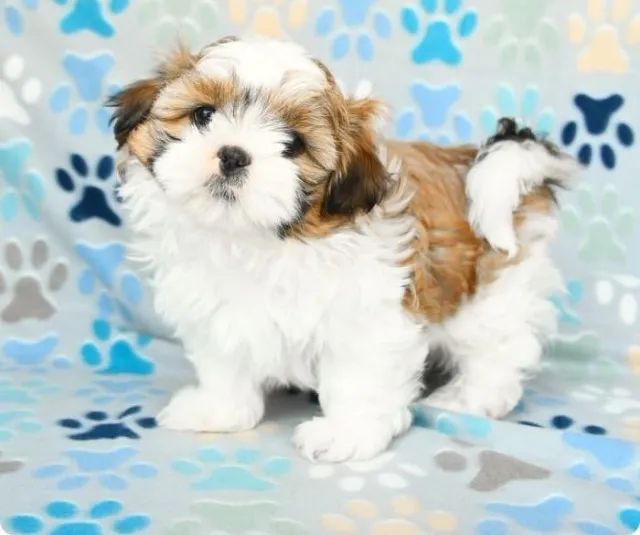 Shih Tzu garantias em contrato ( doenças virais, genéticas)