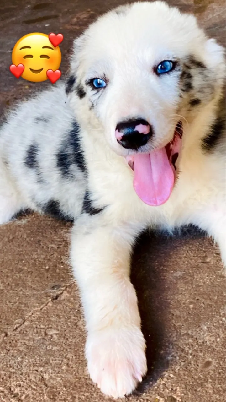 Filhotes de Border Collie