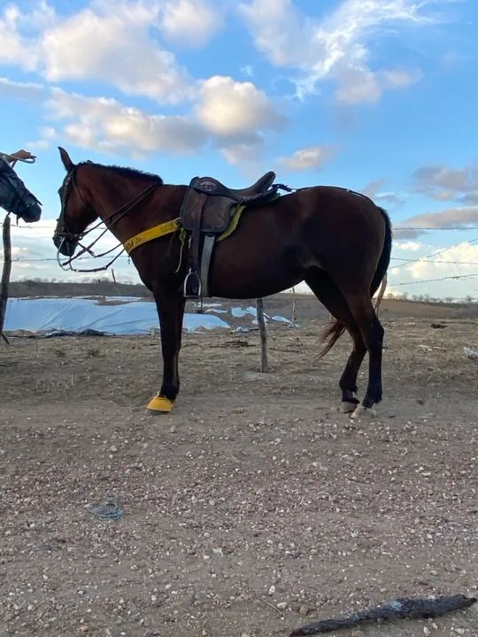 Vendo égua mestiça boa toda 