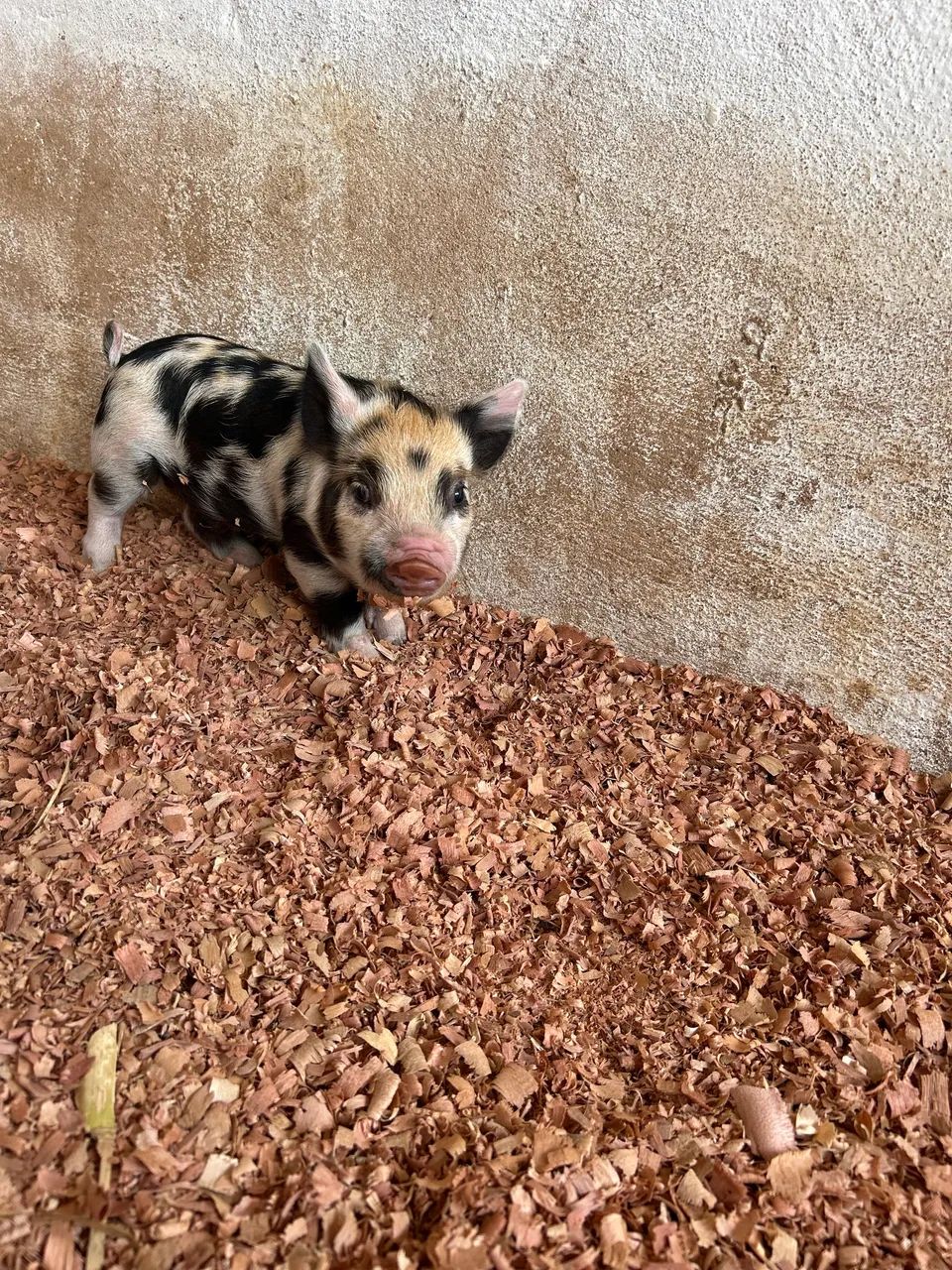 Filhotes de Mini Pig ( mini porco ) Com certificado - Animais para ...