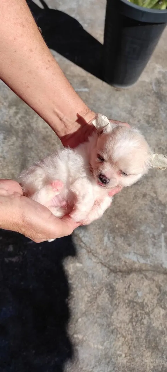 Chihuahua machinho branco