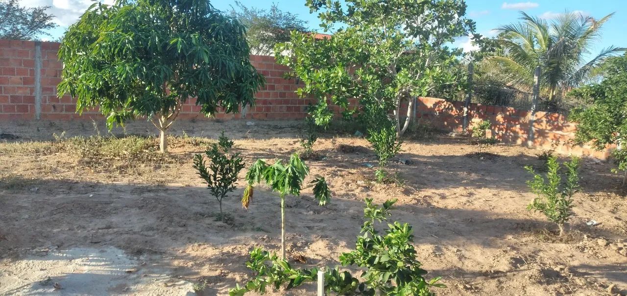 Sítio em Bom Jardim/ Serrinha Ba - Foto 4