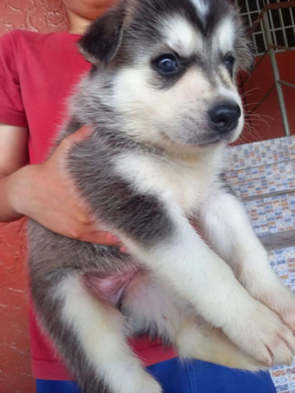 Filhotes de Husky Siberiano com Pastor Belga