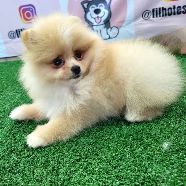 OSpitz Alemão Anão (Lulu da Pomerânia) - MACHO, com pedigree CBKC internacional