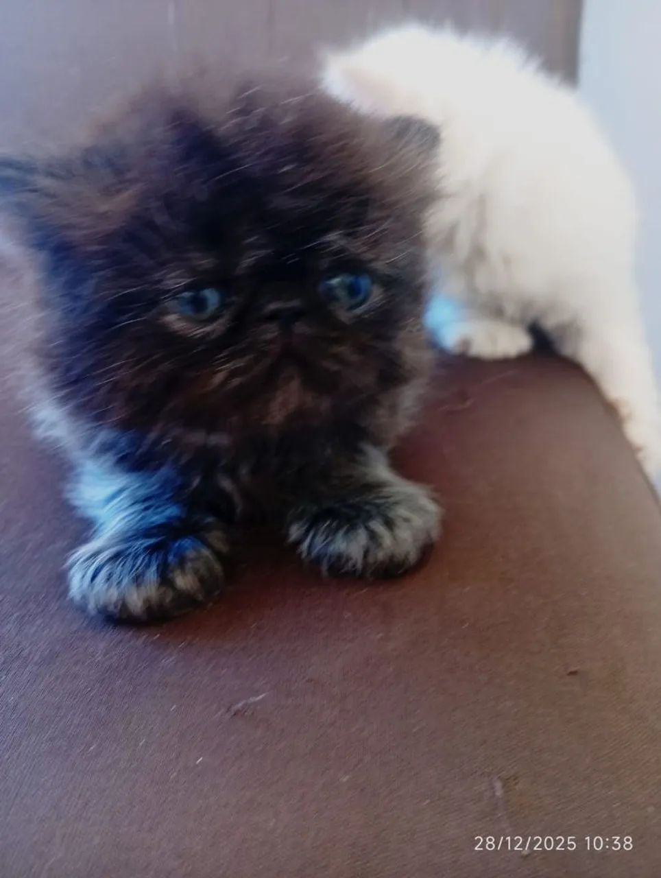 Filhotes de persa padrão show  - Foto 2