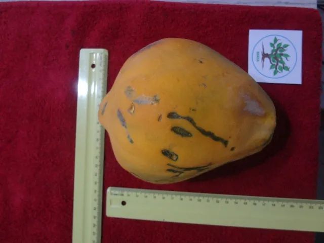 Mudas acerola, tangerina, coco e manga - Foto 5