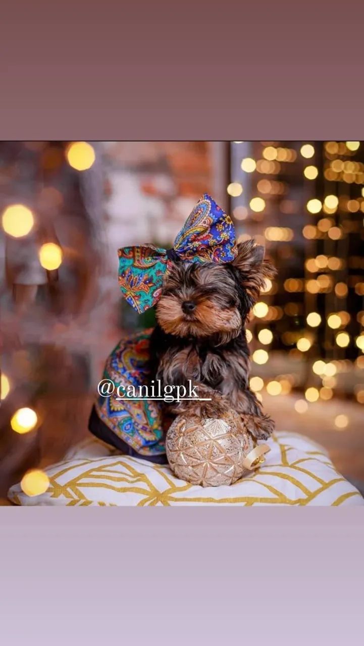 Bebês yorkshire terrier micro com pedigree! - Foto 3