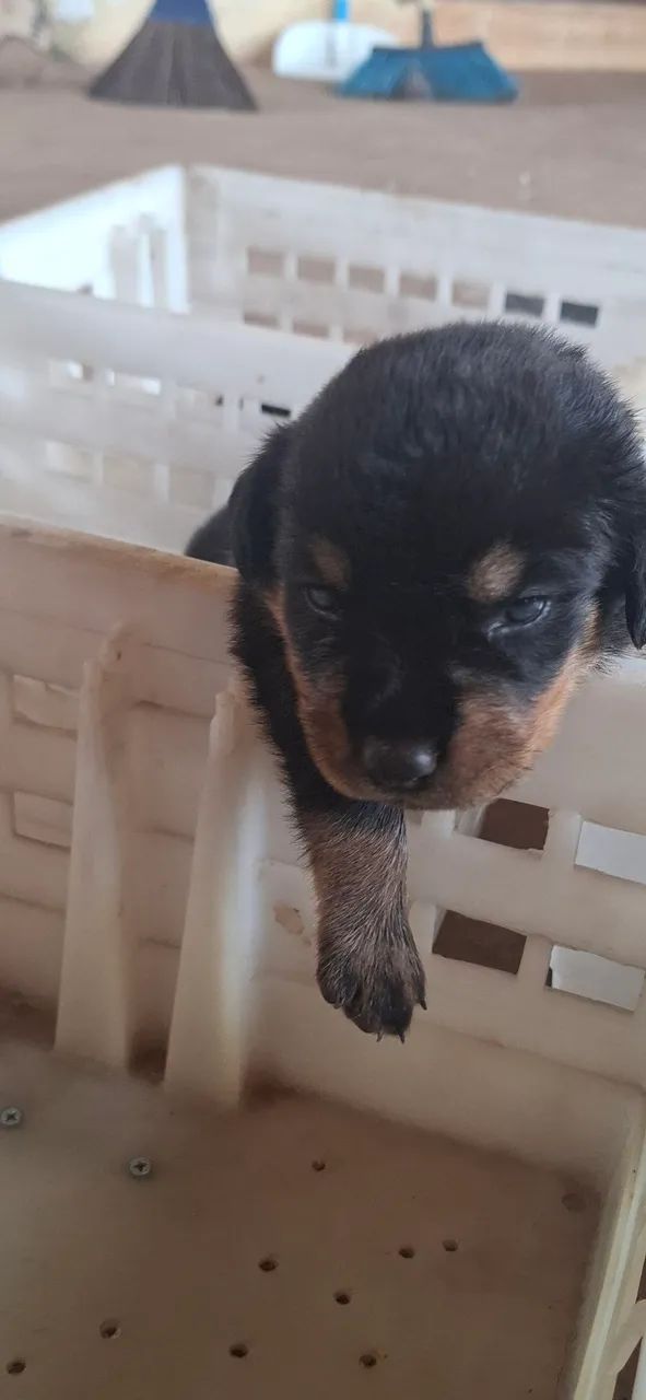 Filhotes de Hottweiler - Foto 3
