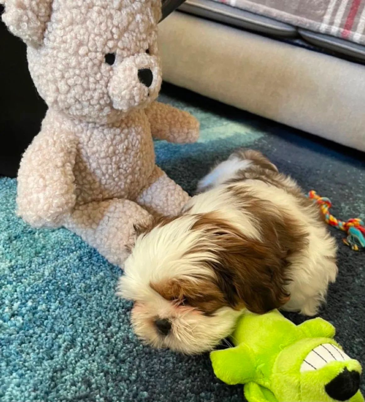 Shihtzu macho. 