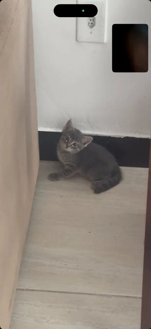Doação de gatinhas  - Foto 3