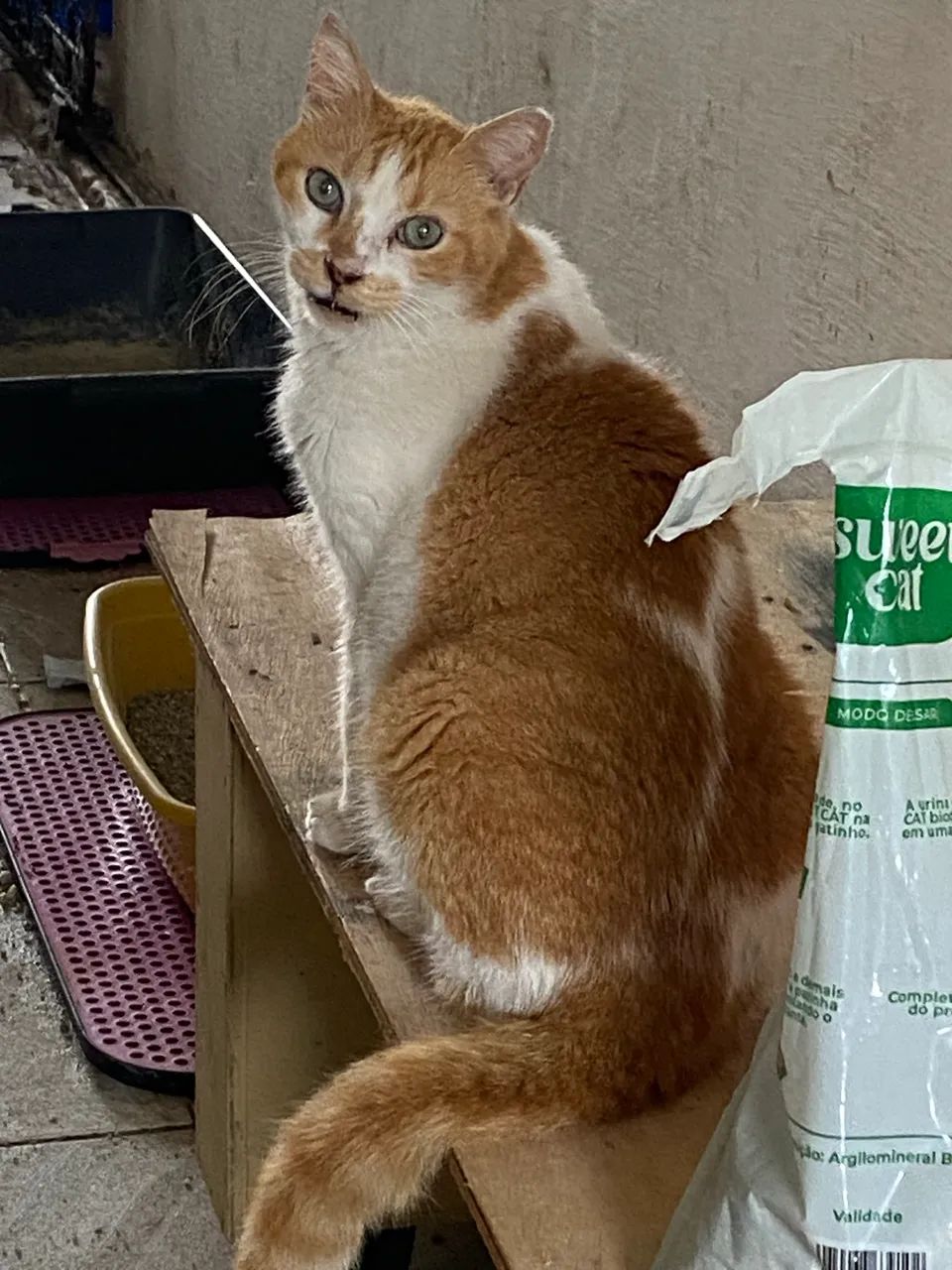 Adote um Gato - Foto 3