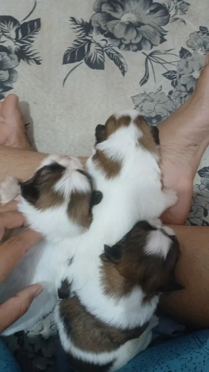 Cachorros  - Foto 2