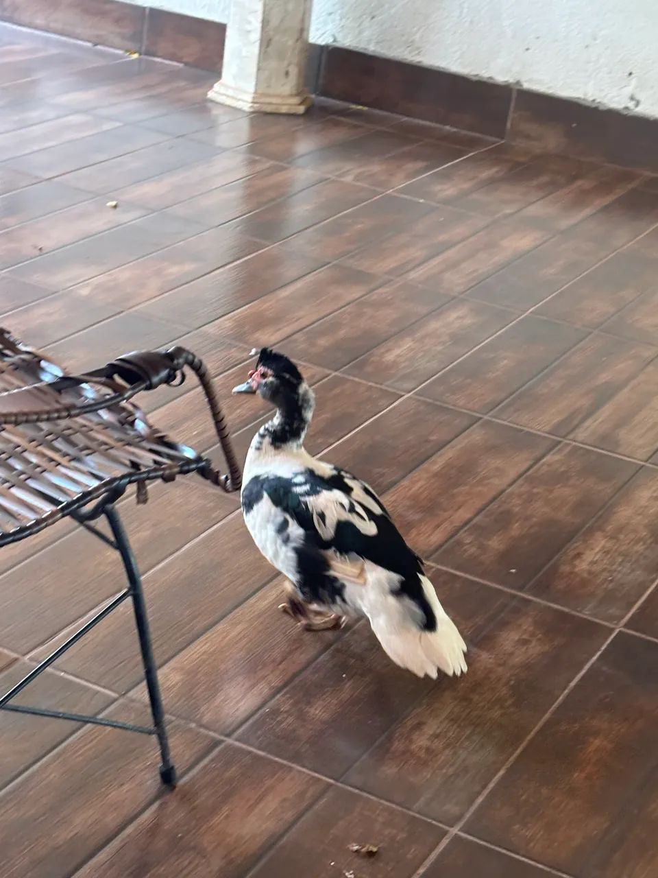 Vendo pato - Foto 2