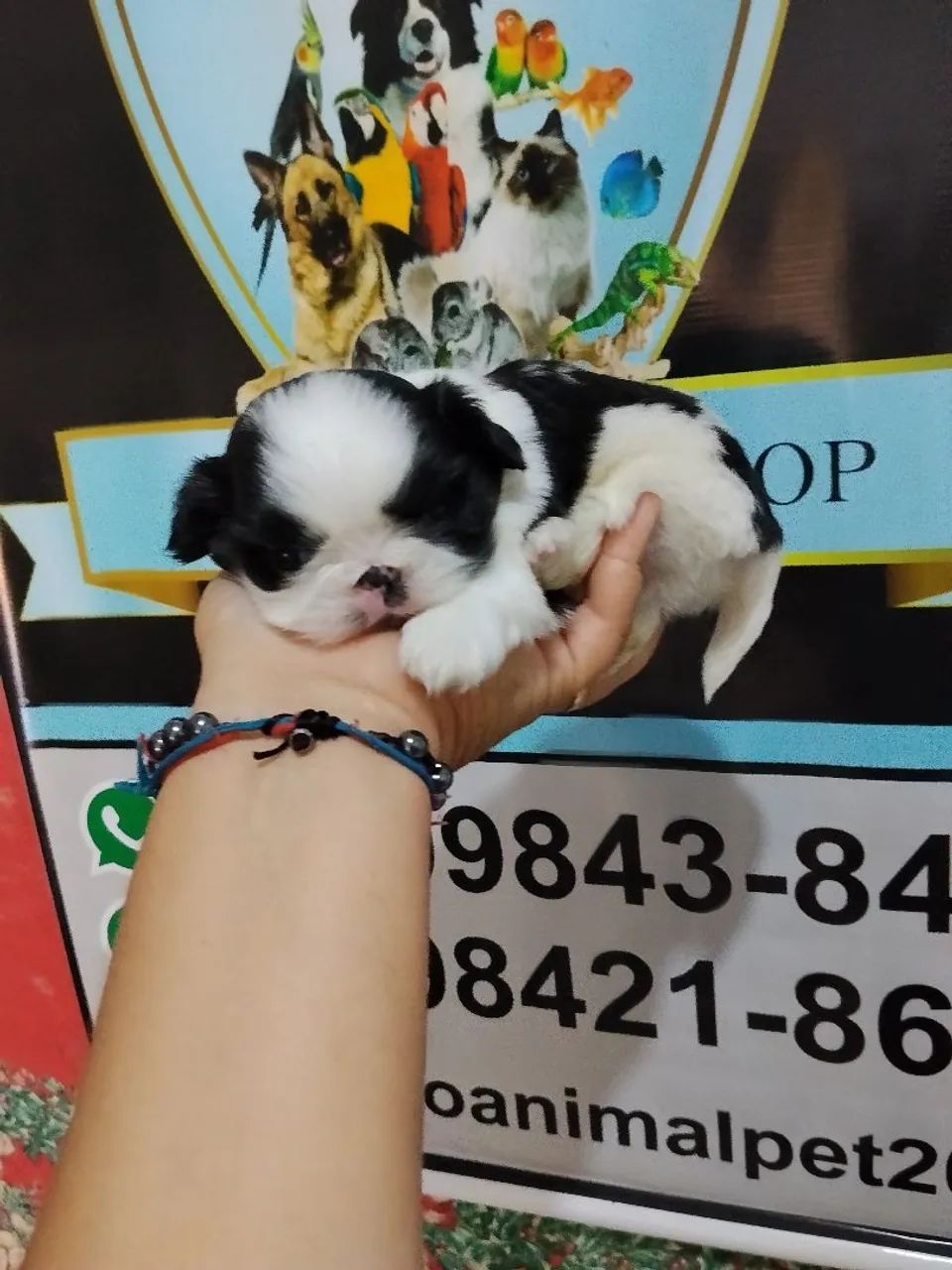 Machinho de shitzu micro - Foto 4