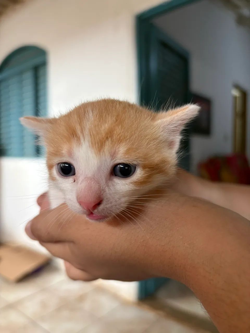 Doação de gatos! 