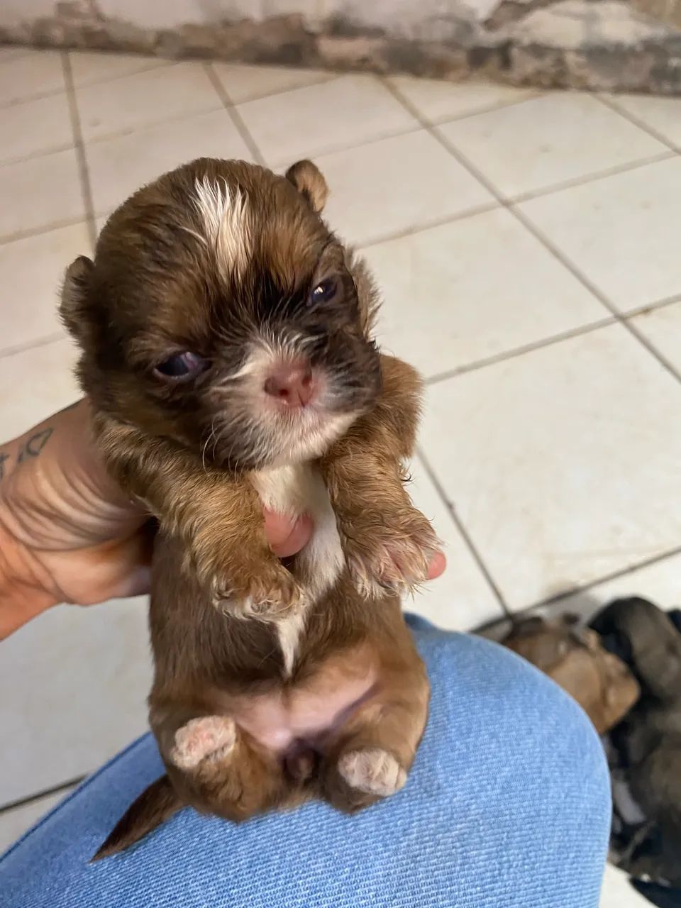cachorro shituz com ilhasa  - Foto 4