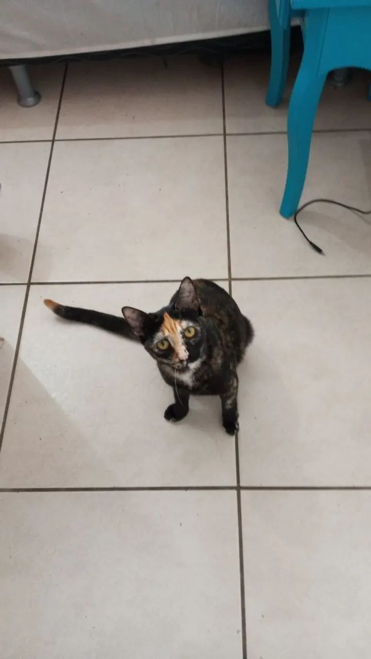Doa -se Gatos  - Foto 4
