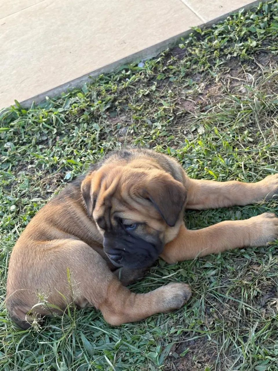 Cane corso macho  - Foto 3
