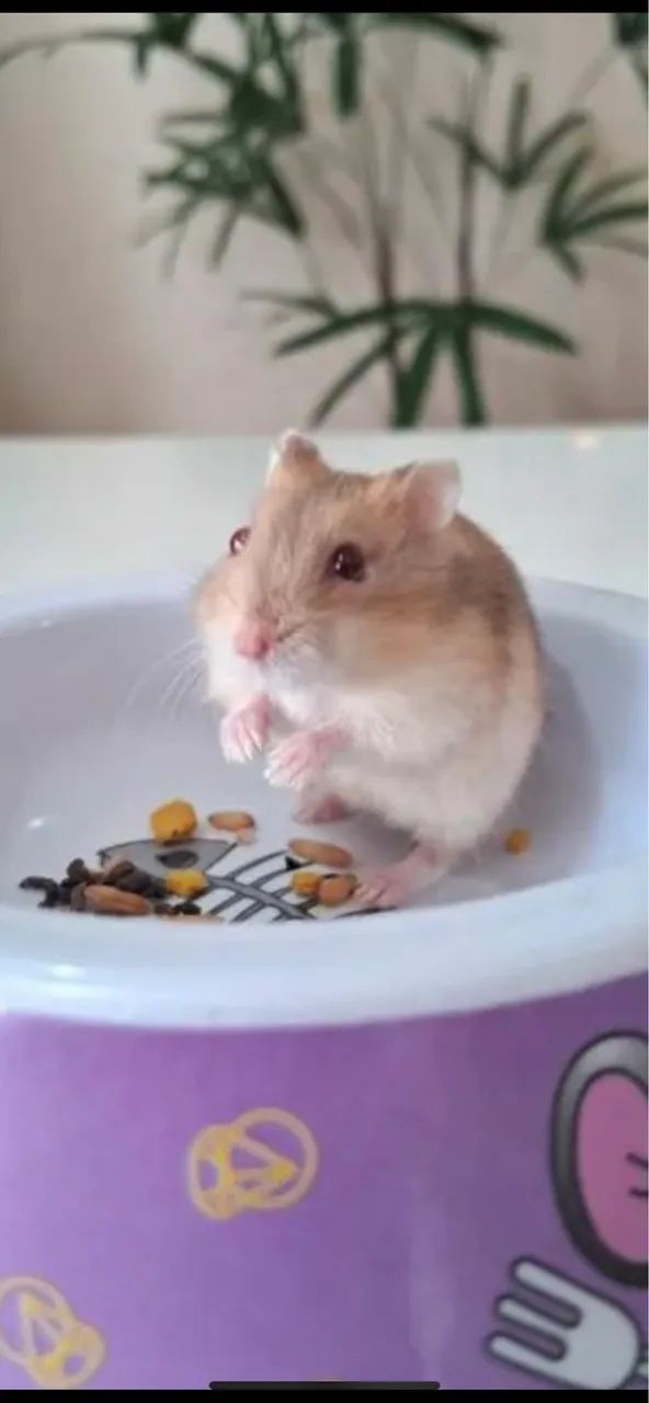 Hamster anao  - Foto 3