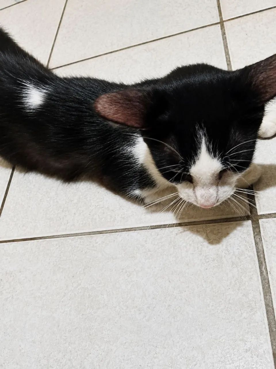 Gatinha pra doação em busca de amor e carinho  - Foto 2
