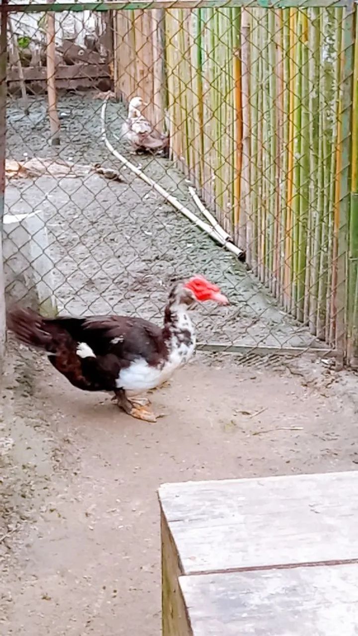 SÓ CHAMAR SE REALMENTE TIVER INTERESSE - Foto 2