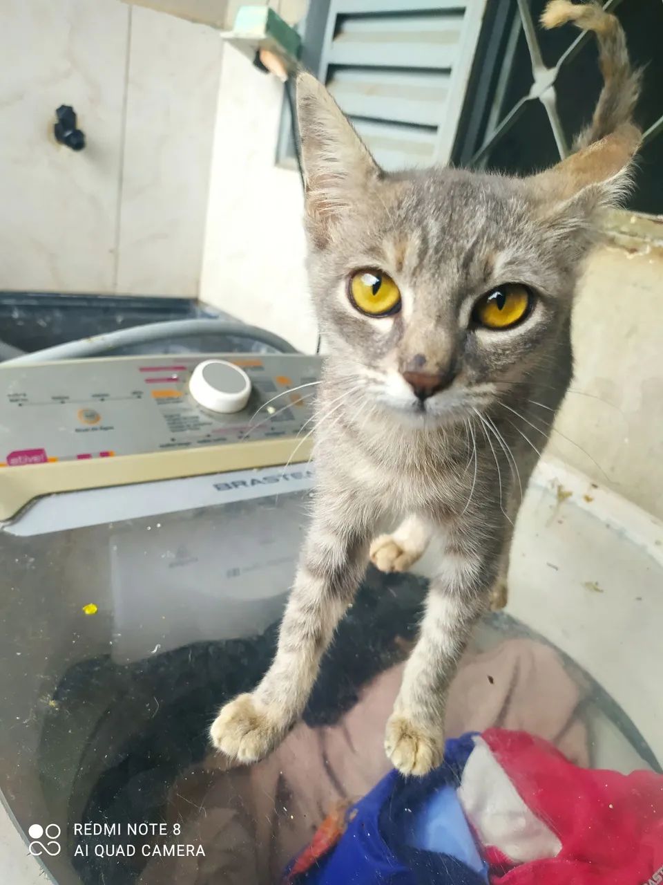 Gatos para doação, desde filhotes a adultos - Foto 2