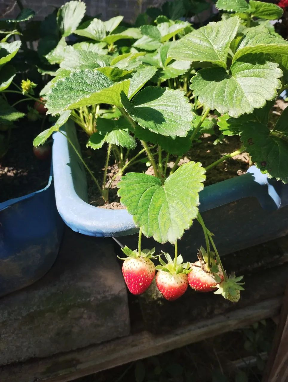 Mudas de morango com frutas  - Foto 2