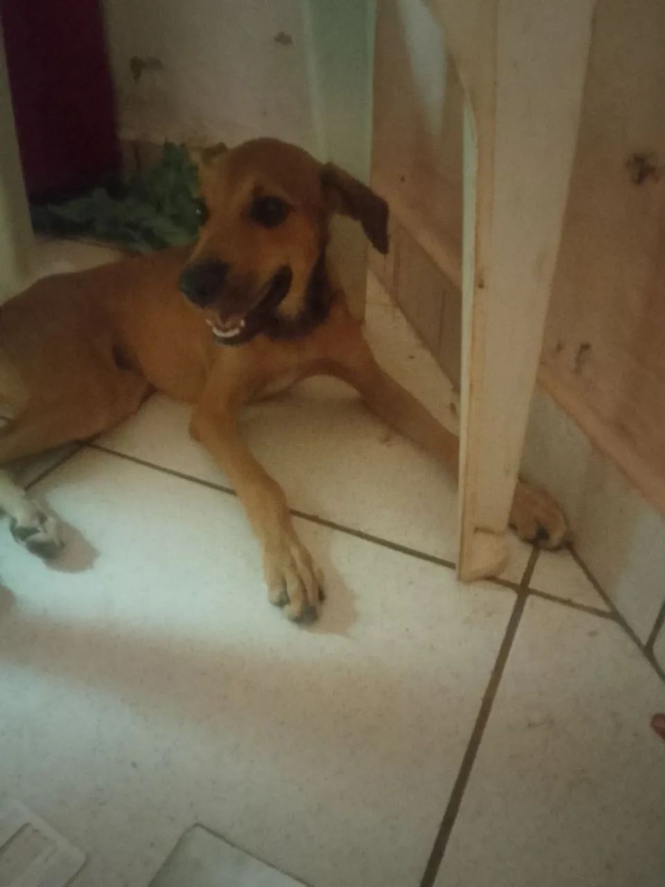 Doação de cachorra fêmea 