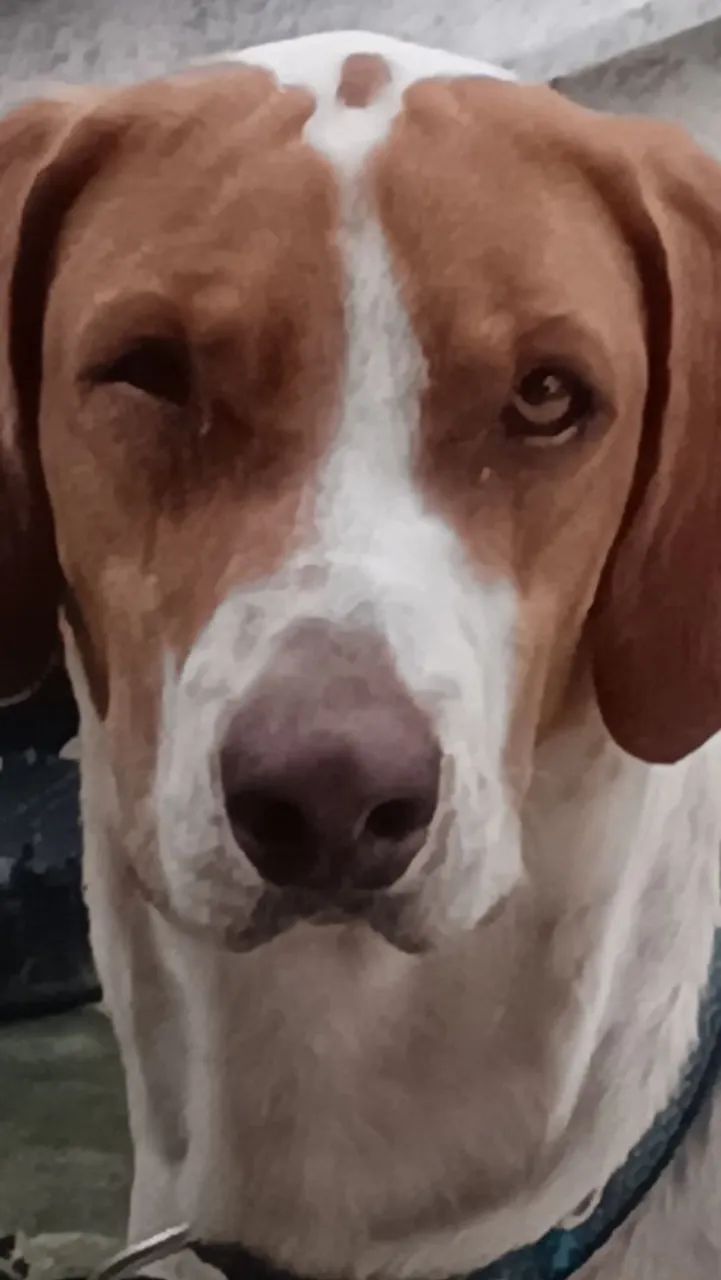 Fox hound  - Foto 2