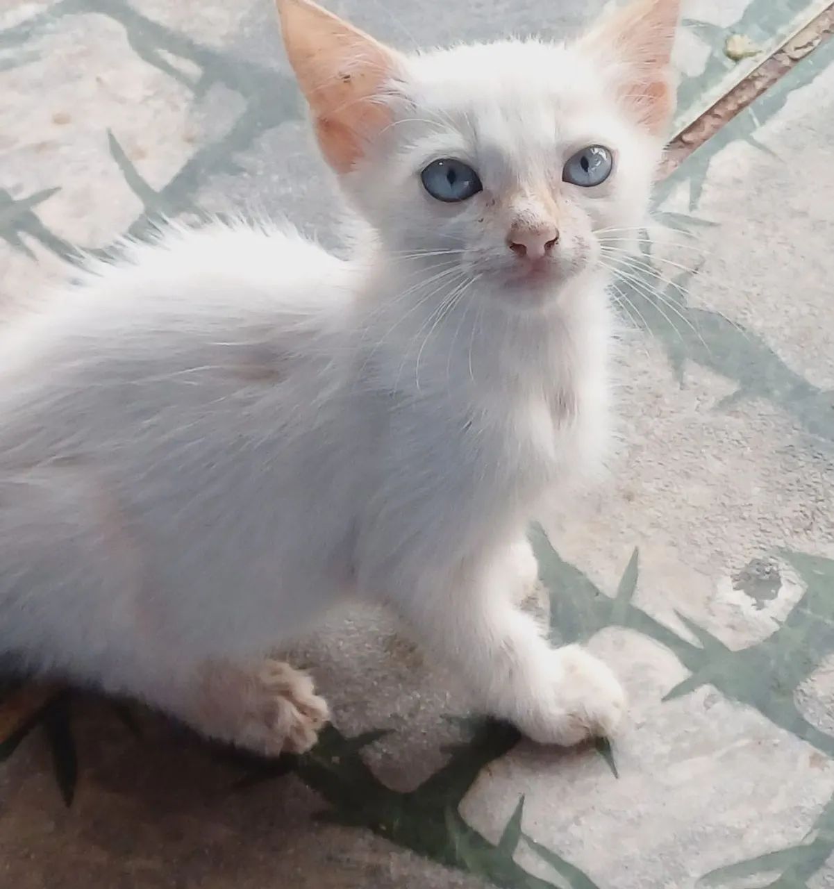 Doação de gatos faço entrega  - Foto 3