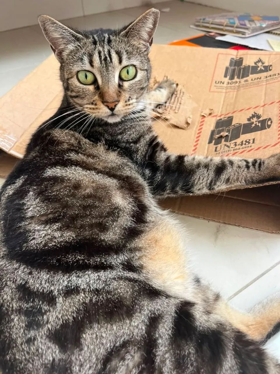 Gatas para Adoção Responsável  - Foto 4