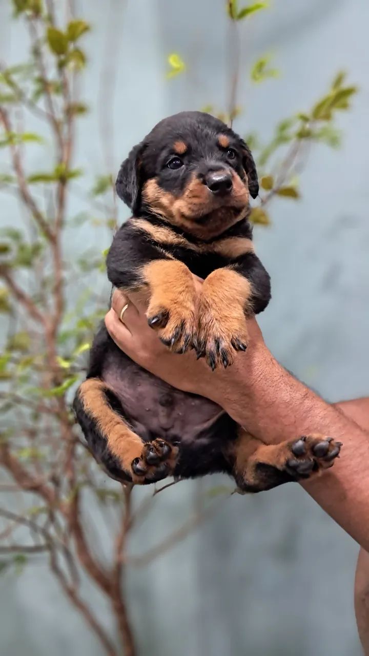 FILHOTES ROTTWEILER  - Foto 4