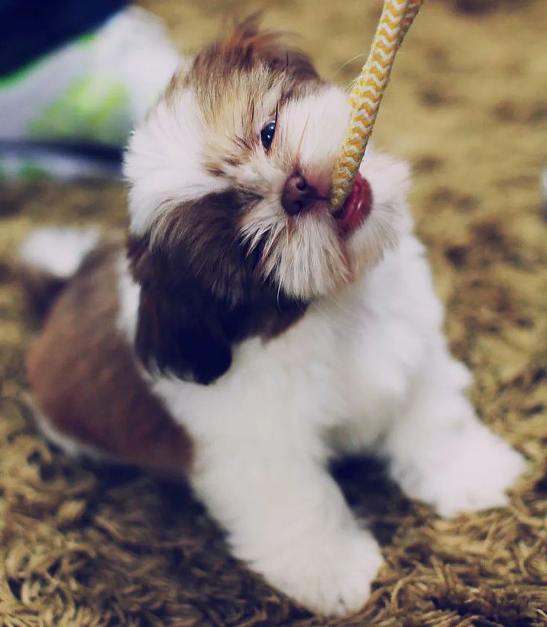 Lhasa Apso 