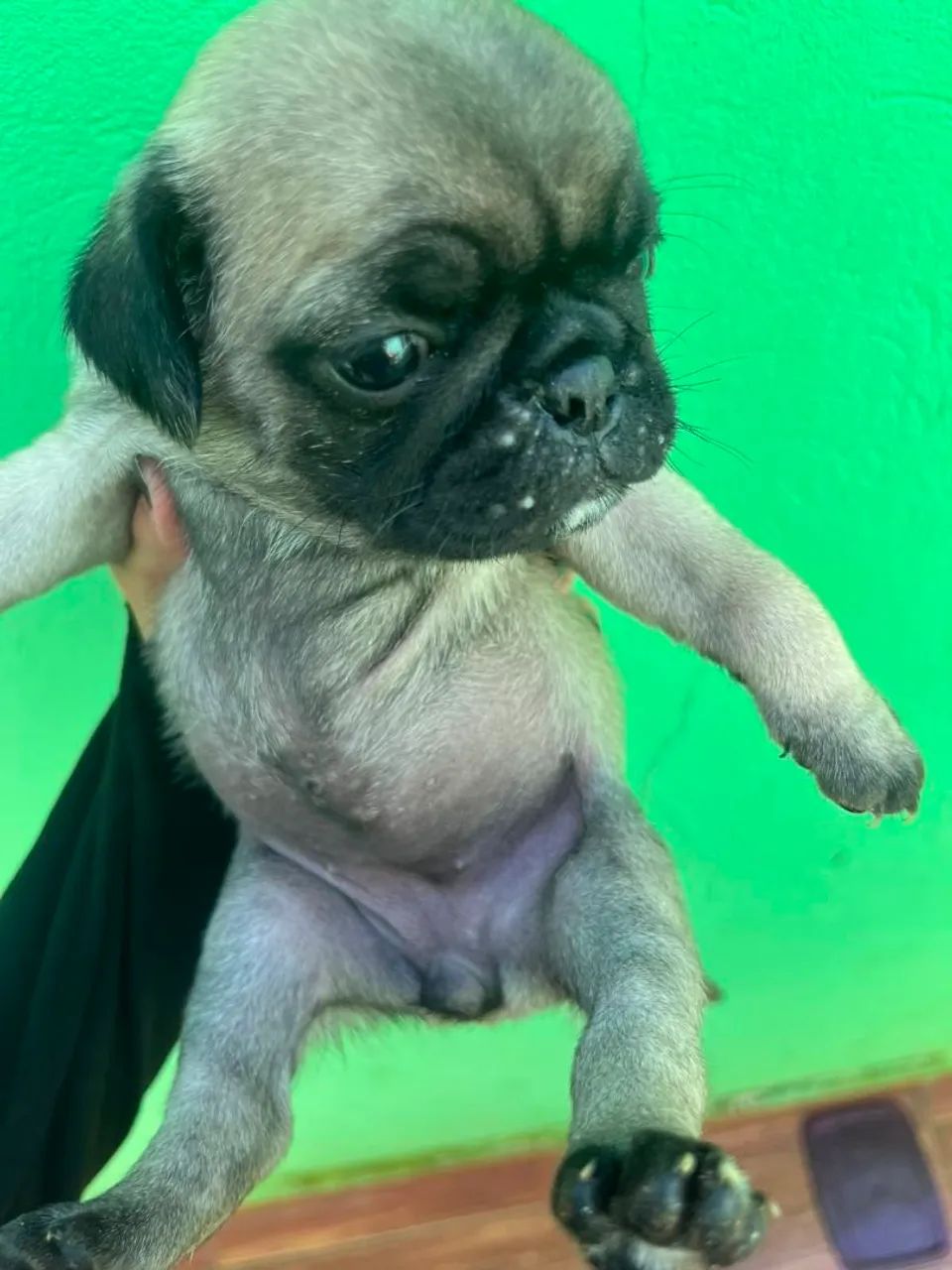 Raça Pug  - Foto 5