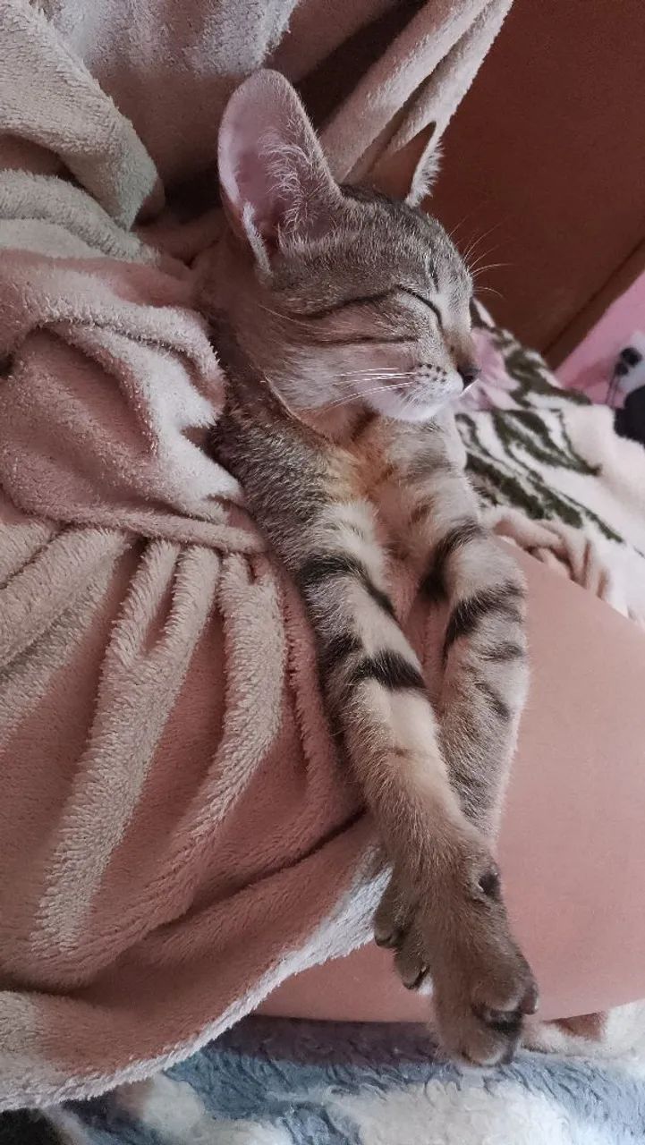 Doação de gato 