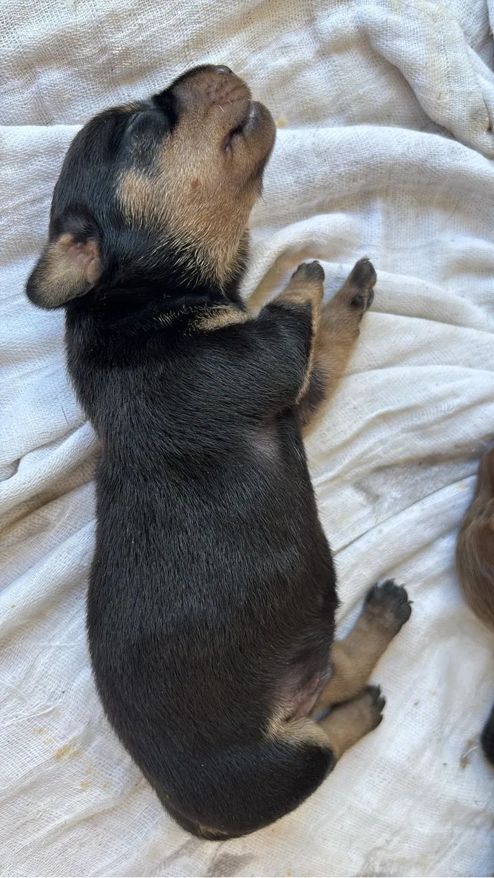 filhotes de dachshund (salsicha) - Foto 3