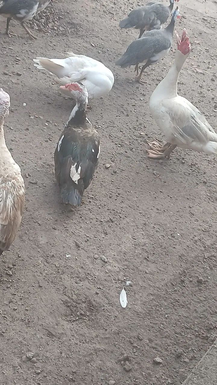 Patos promoção para o círio  - Foto 3
