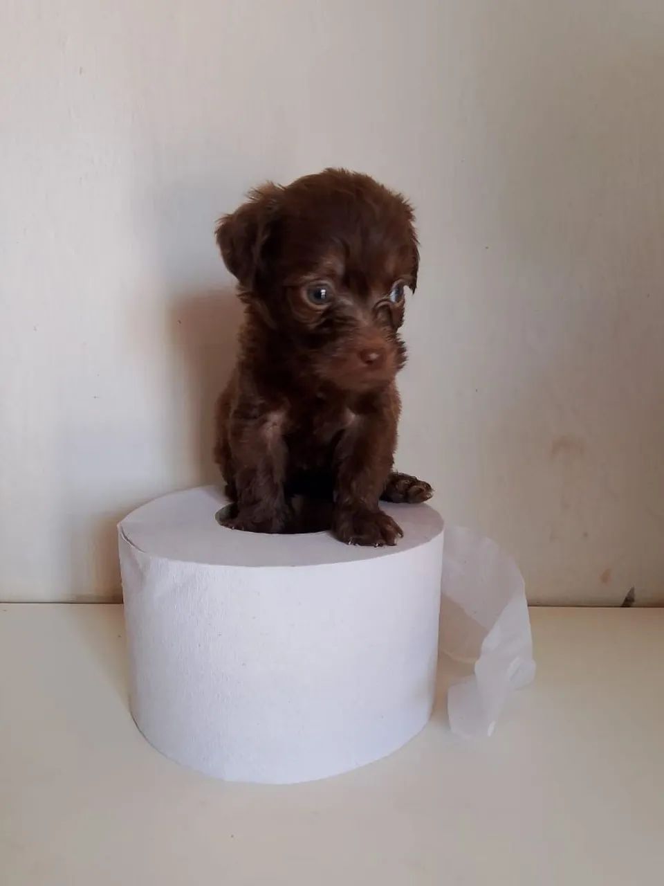 Vende,se filhotes de poodle toy  - Foto 4