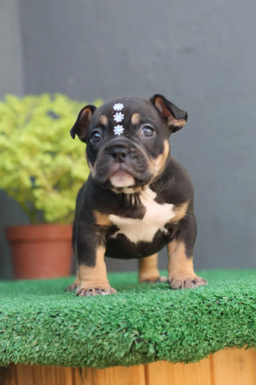 AMERICAN BULLY MICRO - FÊMEA  - Foto 3
