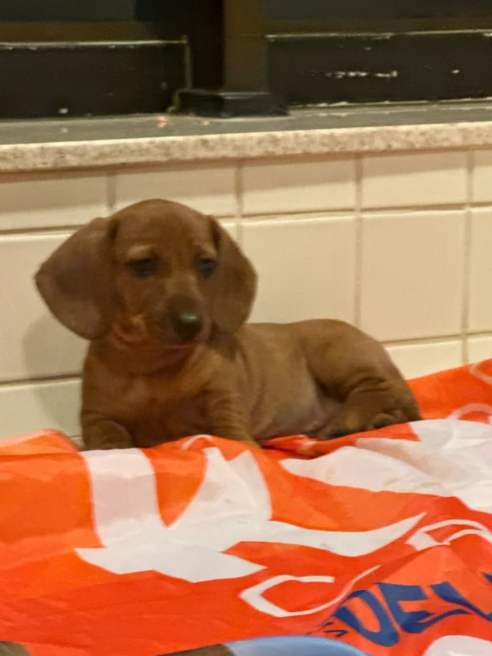 Dachshund - Foto 3